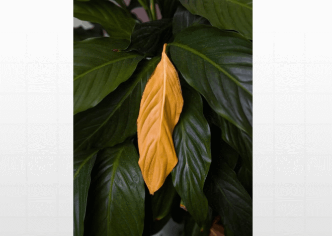 Folhas Amarelas nas Plantas: O Que Causa Esse Problema e Como Resolver Rapidamente
