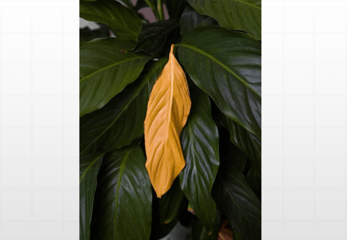 Folhas Amarelas nas Plantas: O Que Causa Esse Problema e Como Resolver Rapidamente