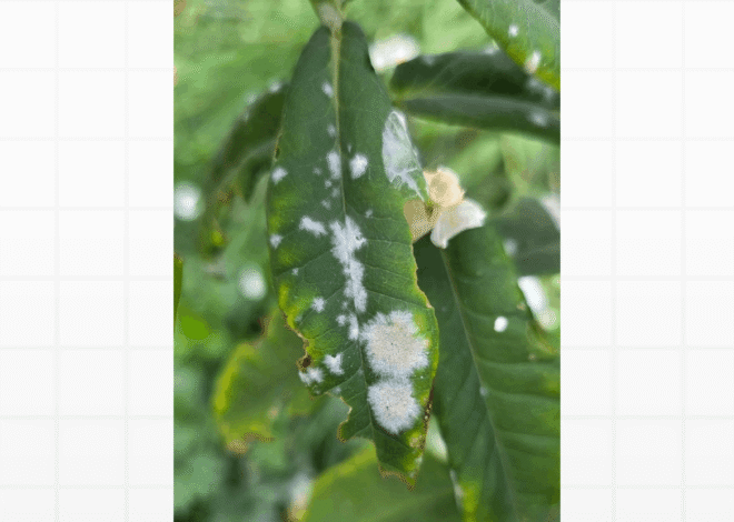 Fungos nas Plantas: Identifique e Elimine as Manchas Brancas e Pretas das Folhas