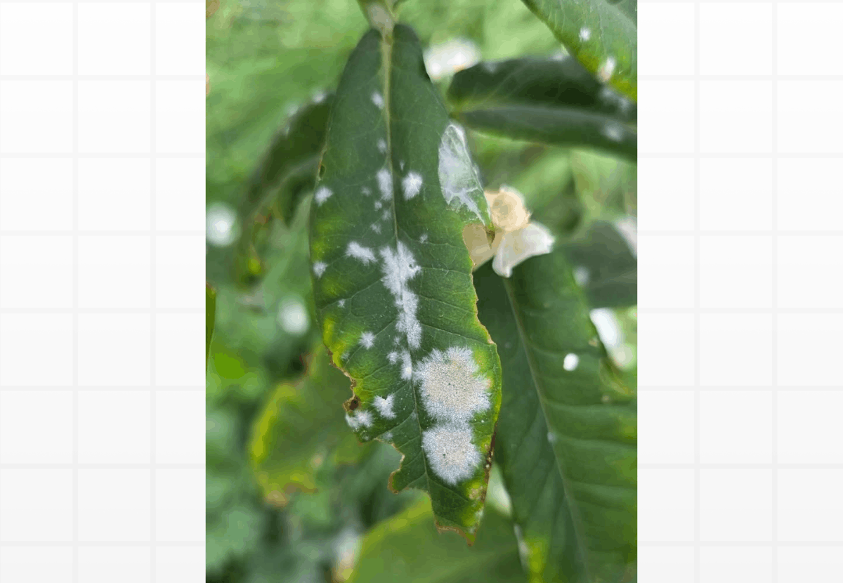Fungos nas Plantas: Identifique e Elimine as Manchas Brancas e Pretas das Folhas