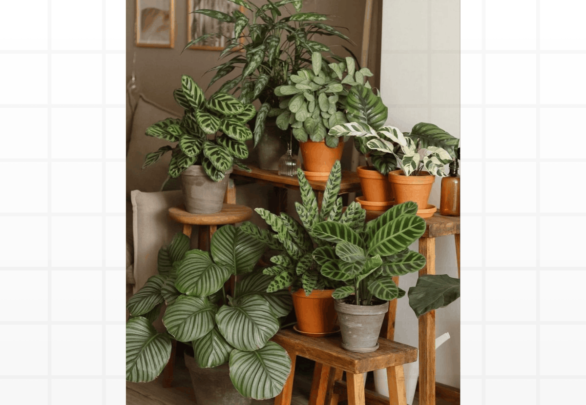 Divisão de Touceiras de Calatheas e Marantas: Multiplique Suas Folhagens Tropicais Raras