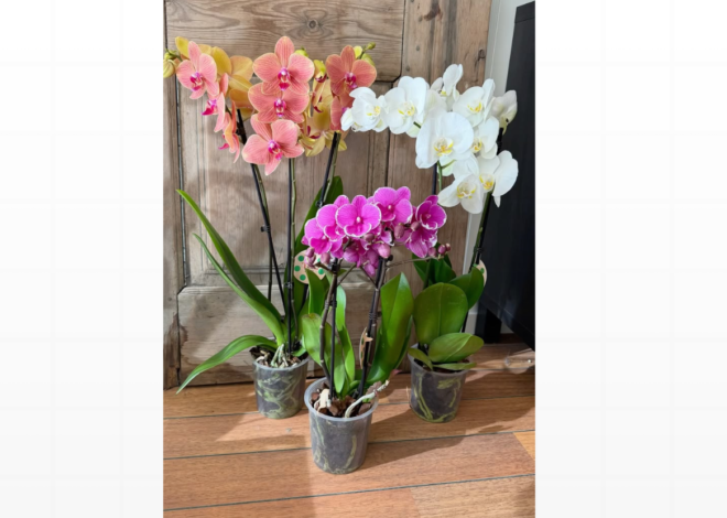 Orquídeas Fáceis de Cuidar: As Melhores Variedades para Iniciantes Cultivarem em Casa