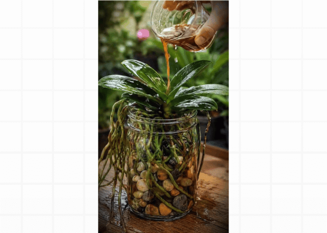 Rega de Orquídeas: A Técnica Correta e Definitiva para Nunca Mais Apodrecer as Raízes